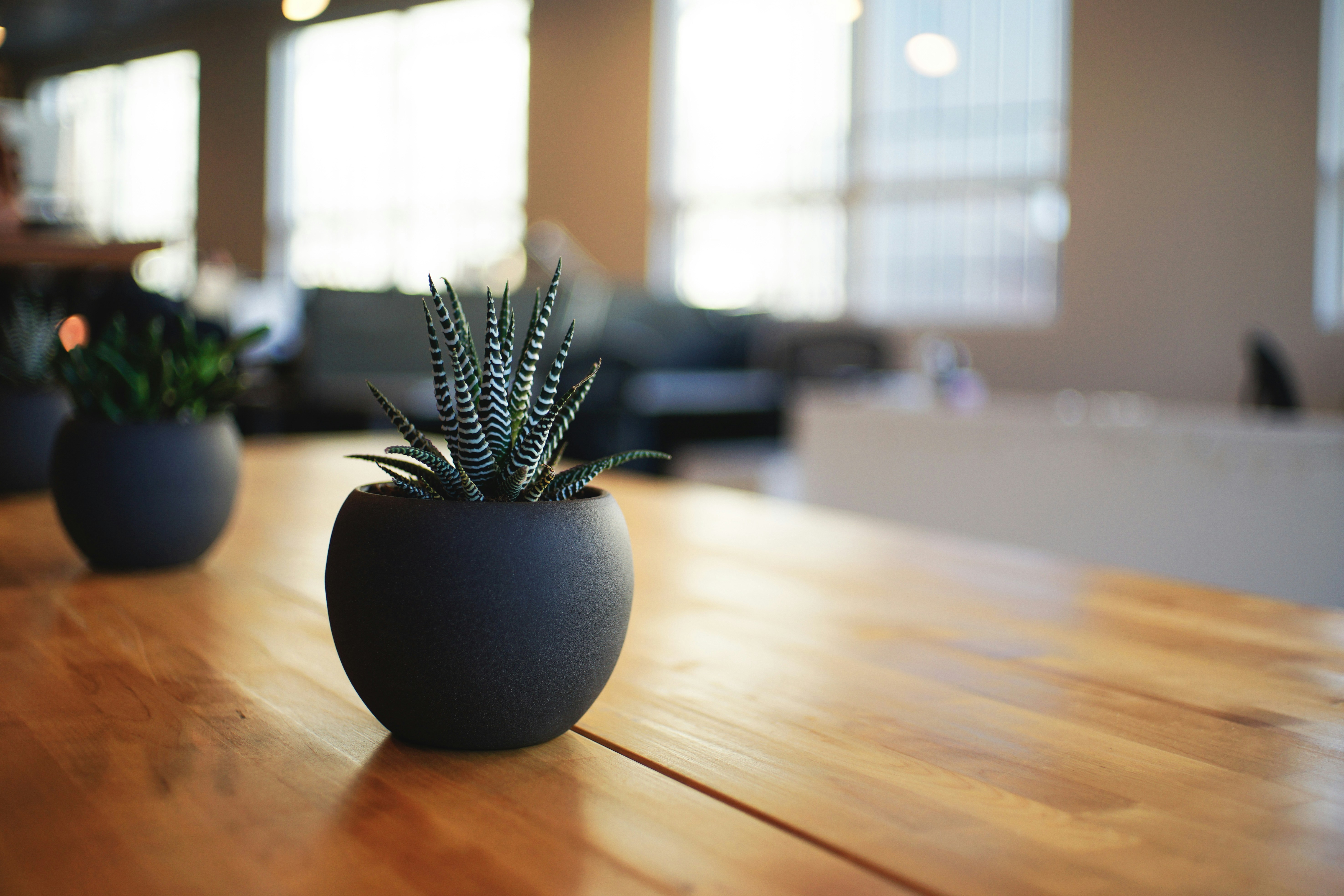 Flower Pot